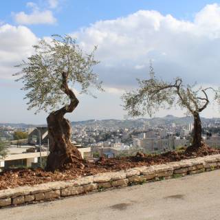 Visuelle Eindrücke der Bodenproben Visuelle Eindrücke der Bodenproben