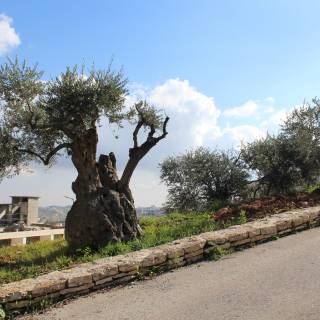 Visuelle Eindrücke der Bodenproben Visuelle Eindrücke der Bodenproben