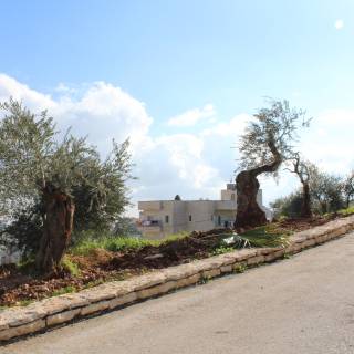 Visuelle Eindrücke der Bodenproben Visuelle Eindrücke der Bodenproben